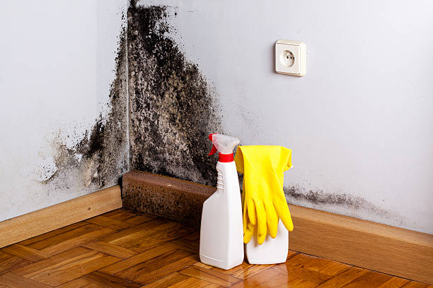 Best Professional Mold Removal  in Wynantskill, NY